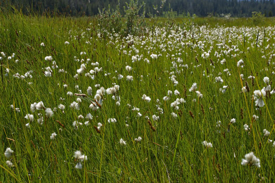 Image of slender cottongrass