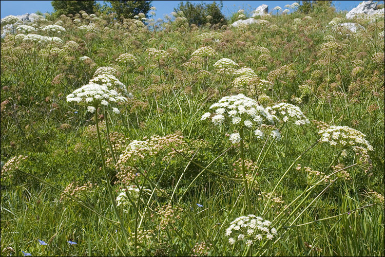 Слика од <i>Laserpitium siler</i>