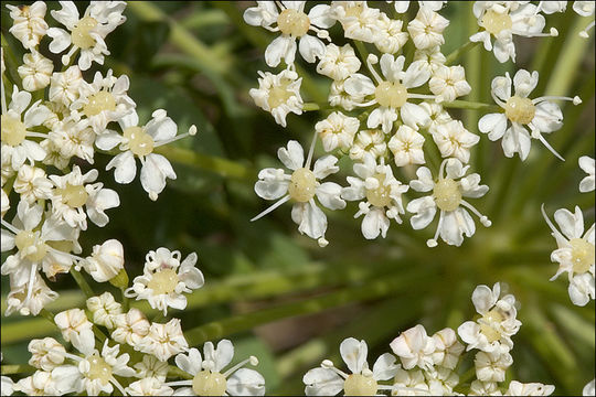 Слика од <i>Laserpitium siler</i>