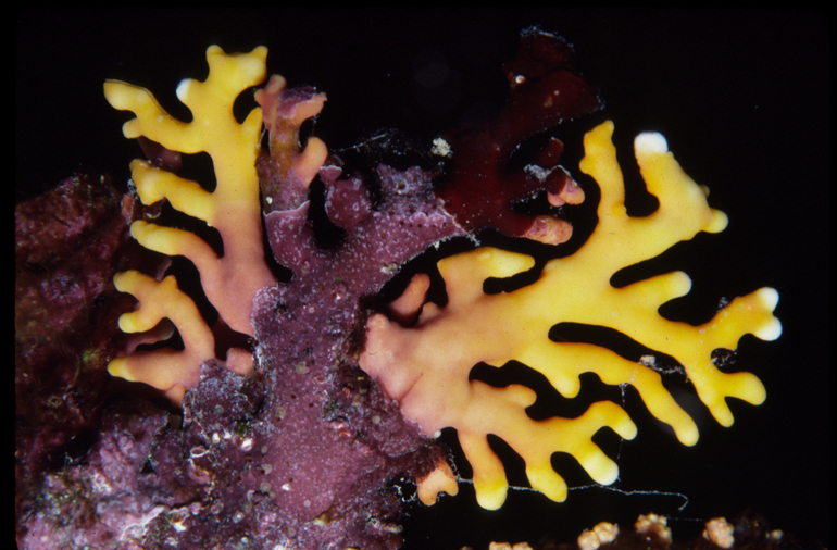 Image of Lace corals