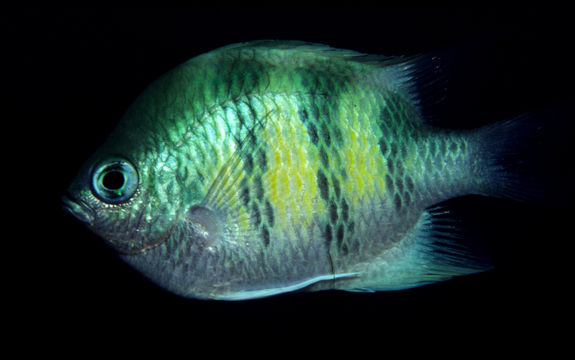 Image of Staghorn damsel