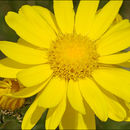 Plancia ëd Senecio doronicum (L.) L.