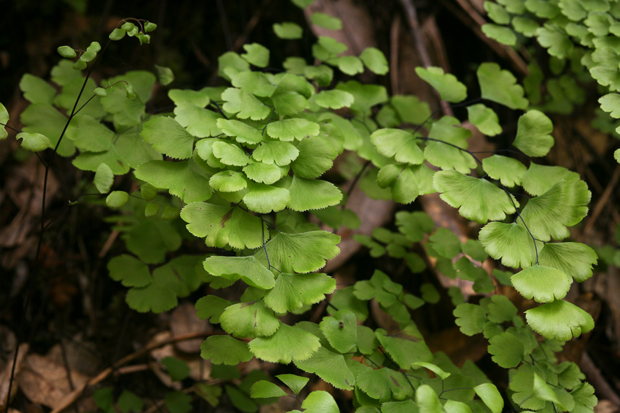 Imagem de Adiantum jordanii Müll. Hal.