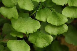 Adiantum jordanii Müll. Hal.的圖片