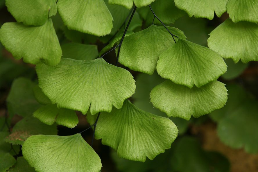 Adiantum jordanii Müll. Hal.的圖片