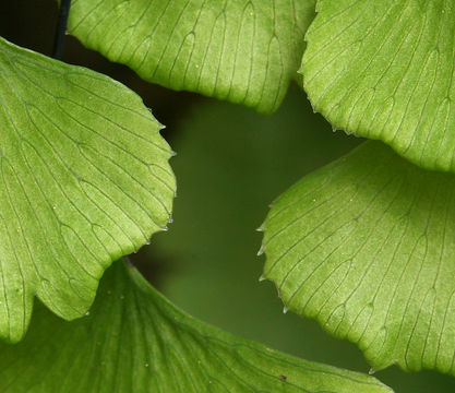 Image of California maidenhair