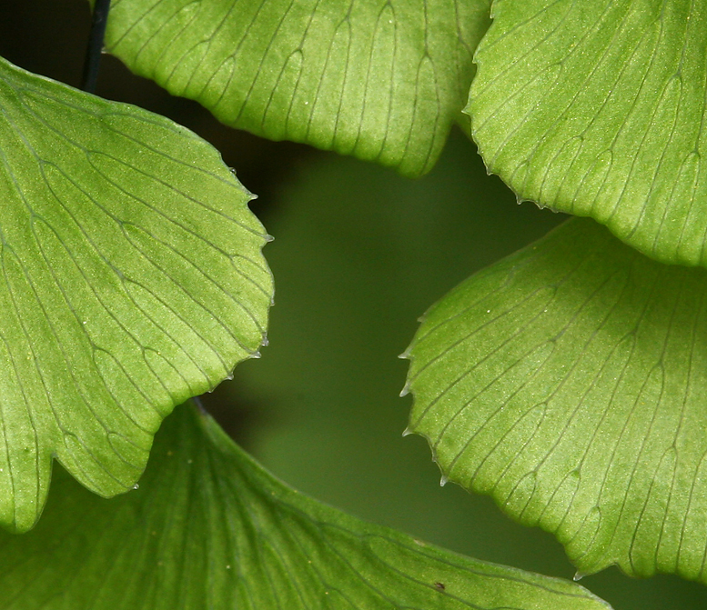 Adiantum jordanii Müll. Hal.的圖片