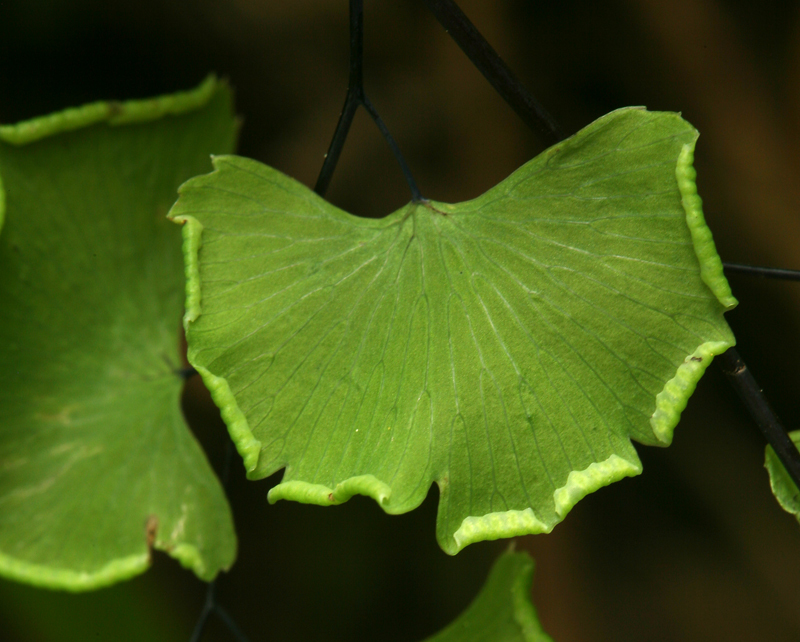 Adiantum jordanii Müll. Hal.的圖片