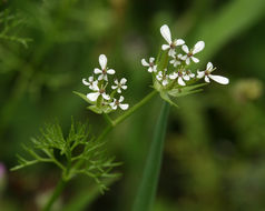 Image of shepherdsneedle