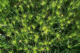 Image of ovate goatgrass