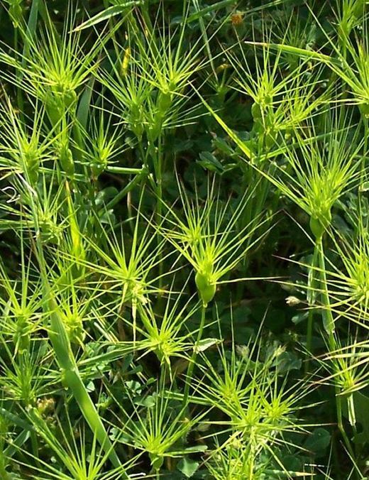 Image of ovate goatgrass