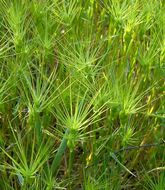Image of ovate goatgrass