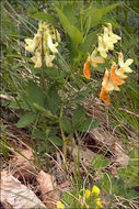 Imagem de Lathyrus laevigatus subsp. occidentalis (Fisch. & C. A. Mey.) Breistr.