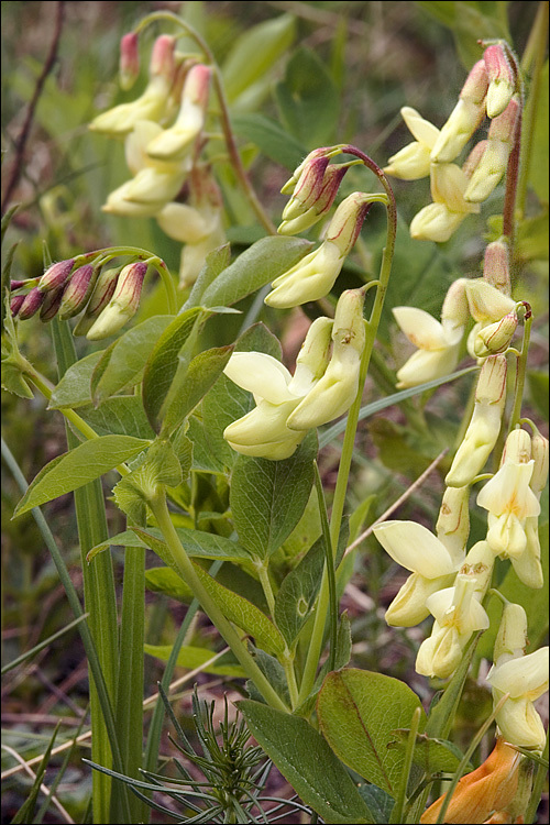 Imagem de Lathyrus laevigatus subsp. occidentalis (Fisch. & C. A. Mey.) Breistr.