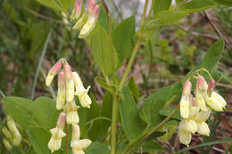 Lathyrus laevigatus subsp. occidentalis (Fisch. & C. A. Mey.) Breistr. resmi