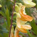 Imagem de Lathyrus laevigatus subsp. occidentalis (Fisch. & C. A. Mey.) Breistr.