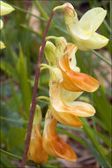 Imagem de Lathyrus laevigatus subsp. occidentalis (Fisch. & C. A. Mey.) Breistr.