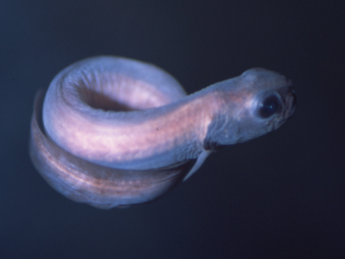 Image of Black eelpout