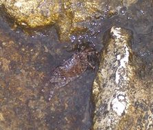 Image of marbled rock crab