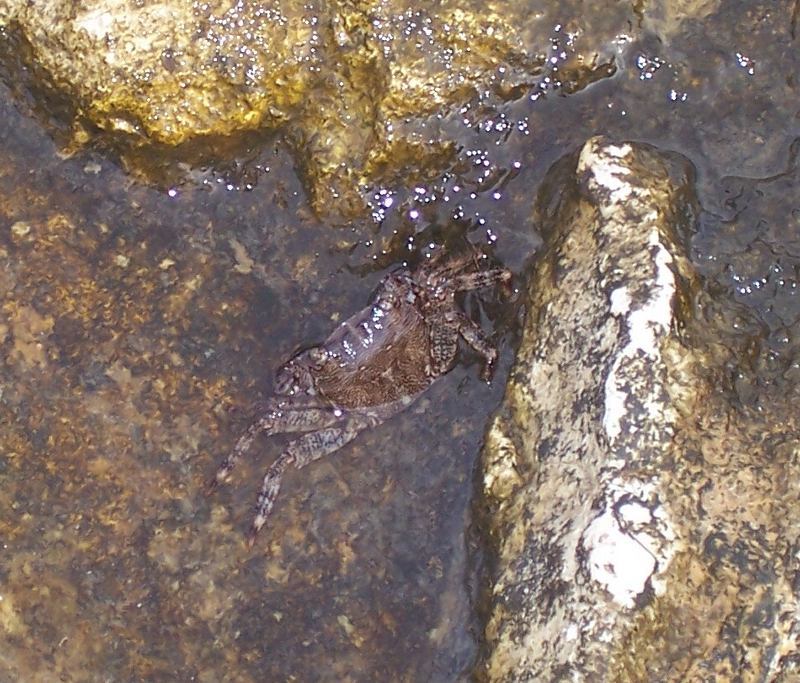 Image of marbled rock crab