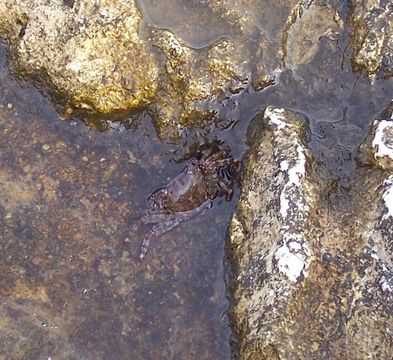 Image of marbled rock crab