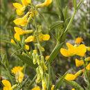 Imagem de Lathyrus pratensis L.