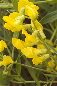 Слика од Lathyrus pratensis L.