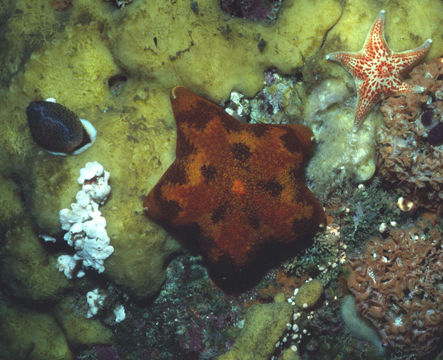 Image of Tesselated slime star