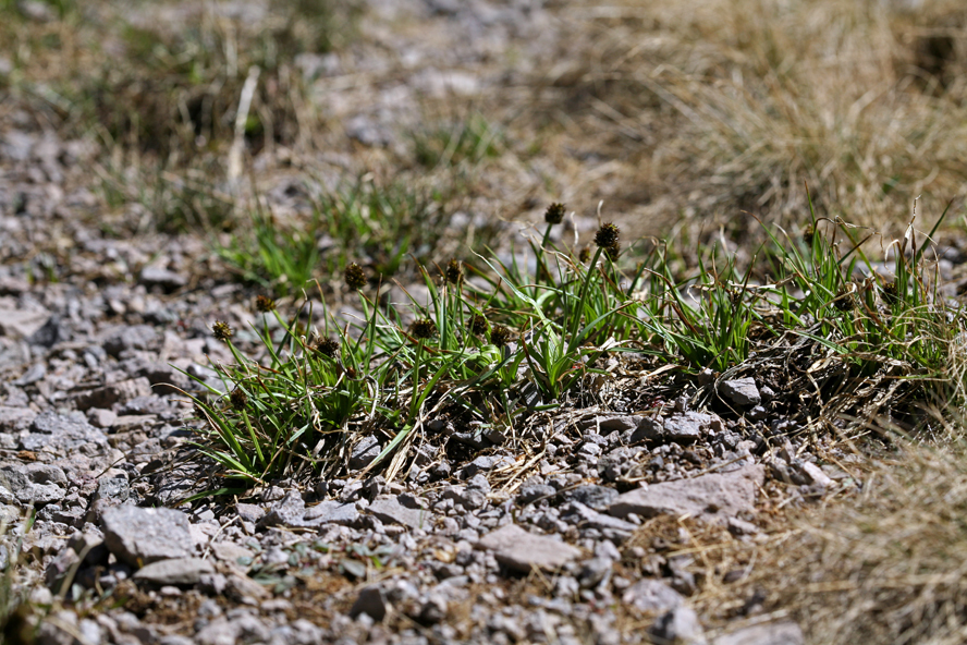 Image of native sedge