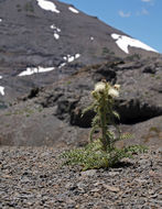 Image of graygreen thistle