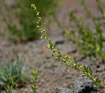 Image of white sagebrush