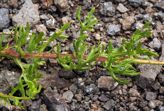 Image of white sagebrush