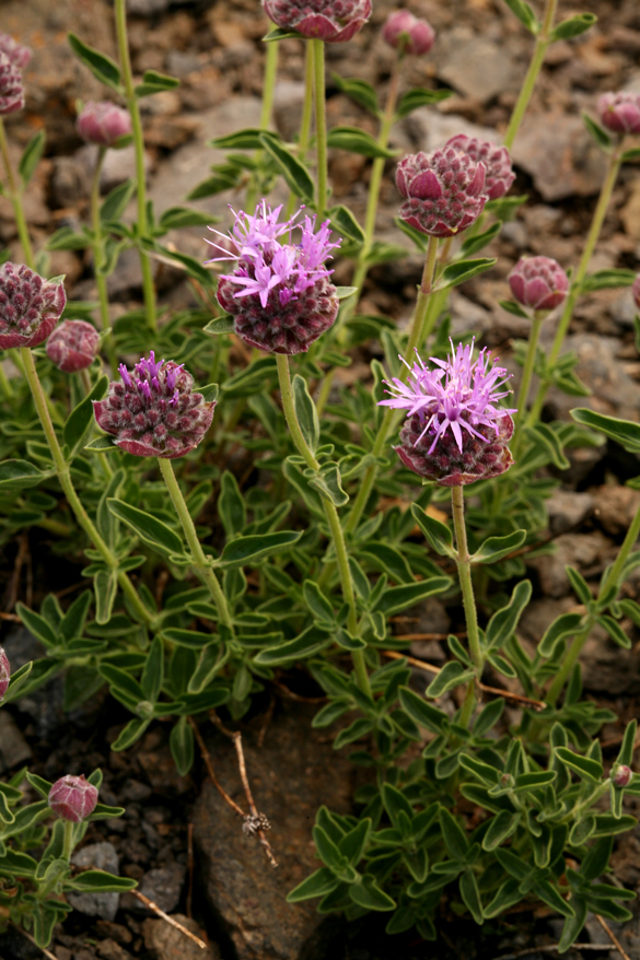 Monardella odoratissima subsp. glauca (Greene) Epling的圖片