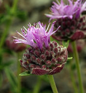 Monardella odoratissima subsp. glauca (Greene) Epling的圖片