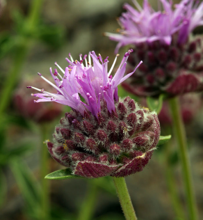 Monardella odoratissima subsp. glauca (Greene) Epling的圖片