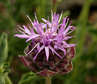 Monardella odoratissima subsp. glauca (Greene) Epling的圖片