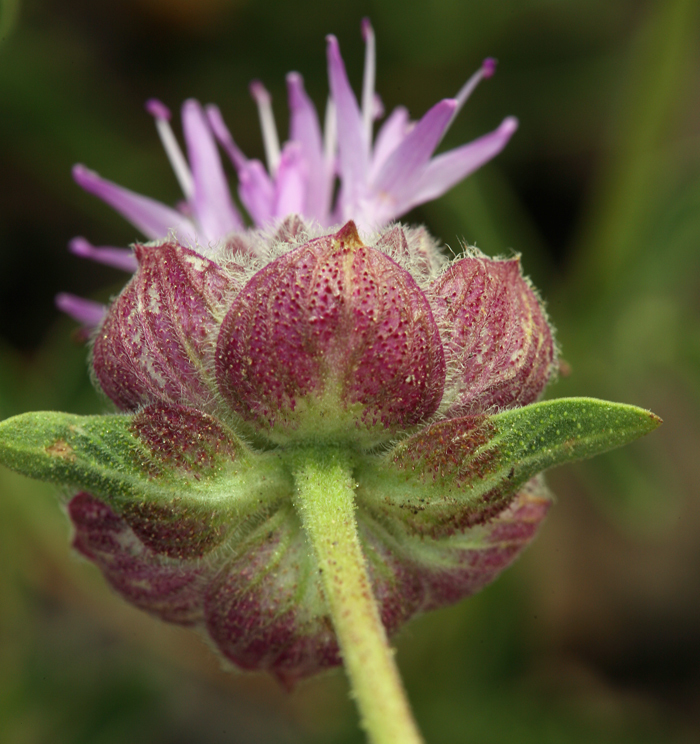 Monardella odoratissima subsp. glauca (Greene) Epling的圖片