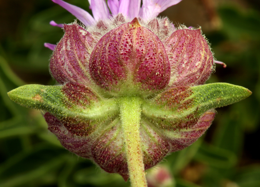 Monardella odoratissima subsp. glauca (Greene) Epling的圖片