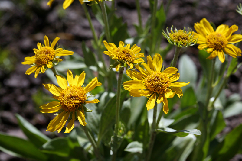 Hymenoxys hoopesii (A. Gray) M. W. Bierner的圖片