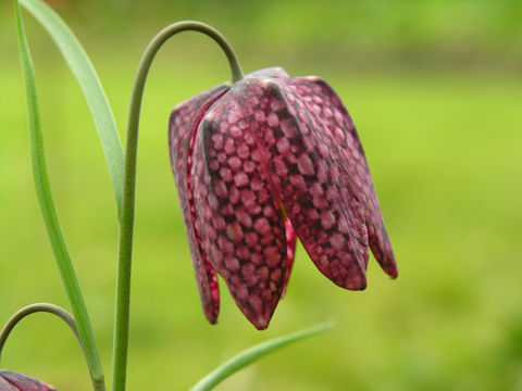 Image of Lazarus bell