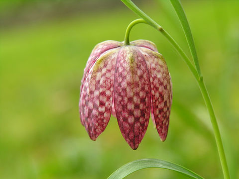 Image of Lazarus bell