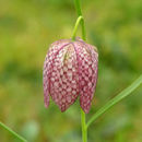 Слика од Fritillaria meleagris L.