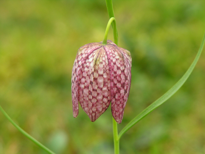 Image of Lazarus bell