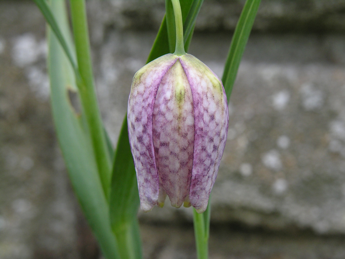 Image of Lazarus bell