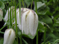 Image of Lazarus bell