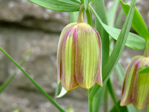 Image of Fritillaria pontica Wahlenb.