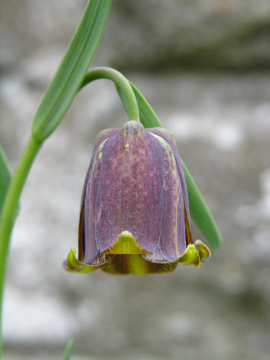 Image of Fritillaria pyrenaica L.