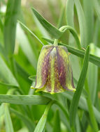 Image of Fritillaria pyrenaica L.