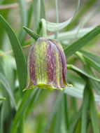 Image of Fritillaria pyrenaica L.