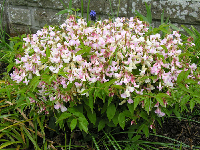 Image of spring pea